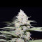 Jack Herer (Blackskull Seeds) Cannabis-Samen