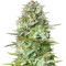 Kosher Cake Auto feminisierte Samen (Fast Buds)