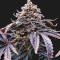 Kush Mintz feminisiertes Saatgut (Barney's Farm)