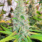 Mandarin Thuggee feminisierte Samen (AlphaFem Seeds)