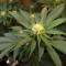 LSD Cannabis-Samen Kaufen