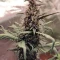 LSD-25 Auto (Fast Buds) Cannabis-Samen zu verkaufen