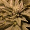 Kaufe Blackberry Moonrocks Samen feminisiert von AlphaFem Seeds