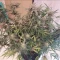 West Coast O.G. Auto (Fast Buds) Cannabis-Samen zu verkaufen