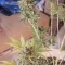 Gelato Auto Cannabis-Samen Kaufen