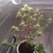 Caramelo Early Version (Delicious Seeds) Cannabis-Samen
