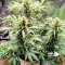 Kaufe Godzilla Cookies Auto Samen feminisiert von Herbies Seeds