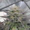Kaufe Runtz Samen feminisiert von Seedstockers
