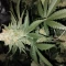 Amnesia Lemon Kush Cannabis-Samen Kaufen