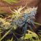 Auto Glueberry O.G. Cannabis-Samen Kaufen