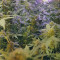Lemon Skunk (GHS) Cannabis-Samen zu verkaufen