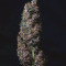 Buddha Purple Kush Auto (Buddha Seeds) Cannabis-Samen zu verkaufen