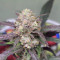 Wedding Glue Auto (Fast Buds) Cannabis-Samen zu verkaufen