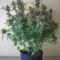 Hindu Kush Automatic (Sensi Seeds) Cannabis-Samen zu verkaufen