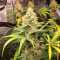 Blue Dream (Garden of Green) Cannabis-Samen zu verkaufen