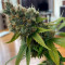 Kaufe Runtz Gum Samen feminisiert von Original Sensible Seeds