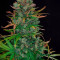 Purple Punch Auto Cannabis-Samen Kaufen