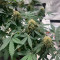 Original Auto Northern Lights (Fast Buds) Cannabis-Samen zu verkaufen