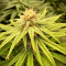 Kaufe CBG Zerodue Samen feminisiert von Seedstockers
