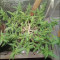 Kaufe Grandmommy Purple Samen feminisiert von Herbies Seeds