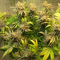 Critical Kush Cannabis-Samen Kaufen