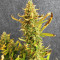 Runtz XL Auto Samen feminisiert (Sweet Seeds)