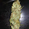 Blue Dream Feminized (Garden of Green)