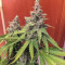 Bruce Banner #3 (BlimBurn Seeds) Cannabis-Samen