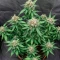 Diesel Matic Auto (Blackskull Seeds) Cannabis-Samen