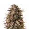 Frosted Guava (Original Sensible Seeds)