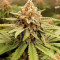 GG#4 Original Glue (Seedstockers) Cannabis-Samen