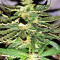 Gorilla Auto (GG#4 Original Glue Auto) (Expert Seeds) Cannabis-Samen