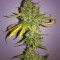 Gorilla Z (Big Head Seeds) Cannabis-Samen