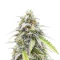 Lemon Cherry Gelato Auto R3 feminisierte Samen (Ethos Genetics)