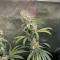 Mac N' Jack R1 feminisierte Samen (Ethos Genetics)