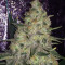 Pink Kush (Barney's Farm) Cannabis-Samen