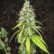 Purple Mango Kush feminisierte Samen (Delicious Seeds)