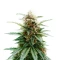 Skunk Haze (Ceres Seeds) Cannabis-Samen