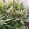 Sour Apple Autoflower feminisierte Samen (Humboldt Seed Company)