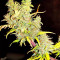 White Widow (Seedstockers) Cannabis-Samen