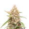 Tropicanna Poison XL Auto feminisierte Samen (Sweet Seeds)