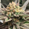 Deadhead OG (Cali Connection Seeds) Cannabis-Samen