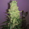 BCN Critical XXL Autoflower (Seedstockers) Cannabis-Samen