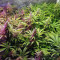 Cheese (Big Buddha Seeds) Cannabis-Samen