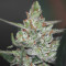 CBD Auto Compassion Lime (Dutch Passion) Cannabis-Samen