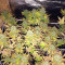 CBD Blue Shark (Barney's Farm) Cannabis-Samen