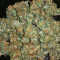 Chocolate Mint OG (Humboldt Seeds Organization) Cannabis-Samen