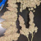 Critical Super Silver Haze (Delicious Seeds)