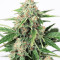 Dinamed CBD Autoflowering (Dinafem Seeds) Cannabis-Samen