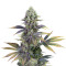 Dinamed CBD (Dinafem Seeds) Cannabis-Samen